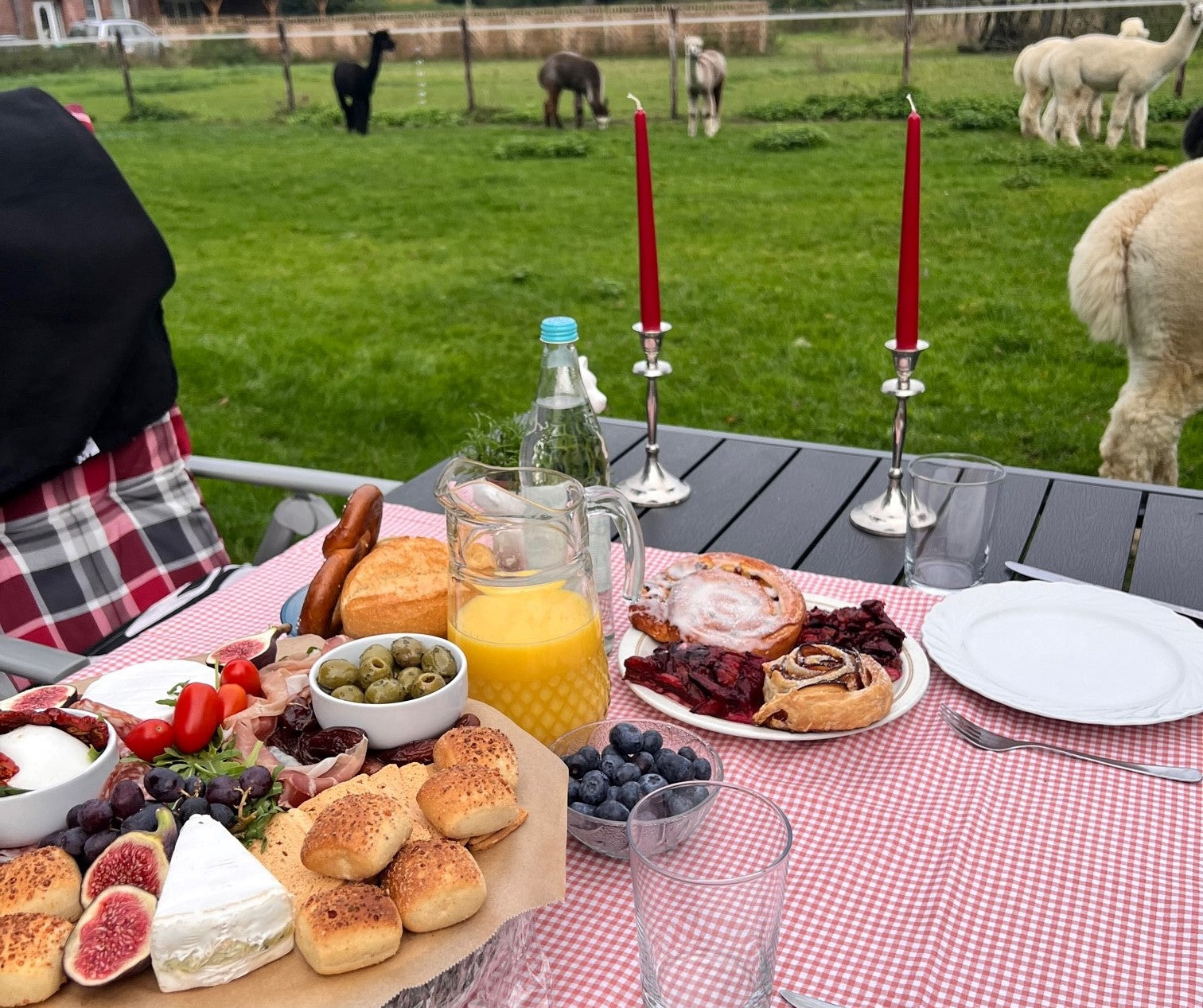 Ein Picknick zwischen Alpakas auf einer grünen Weide