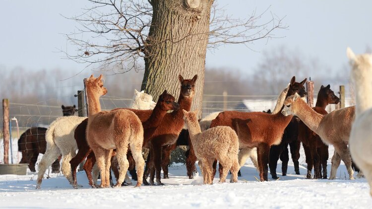 Alpakaherde von Silver Edition Alpakas im Winter auf der verschneiten Weide am Niederrhein