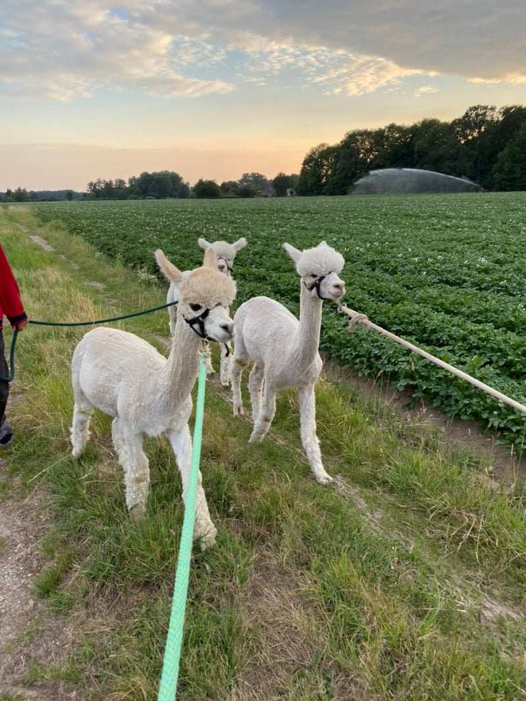 3 Alpakas bei einer Alpakawanderung zwischen Feldern in Kevelaer am Niederrhein