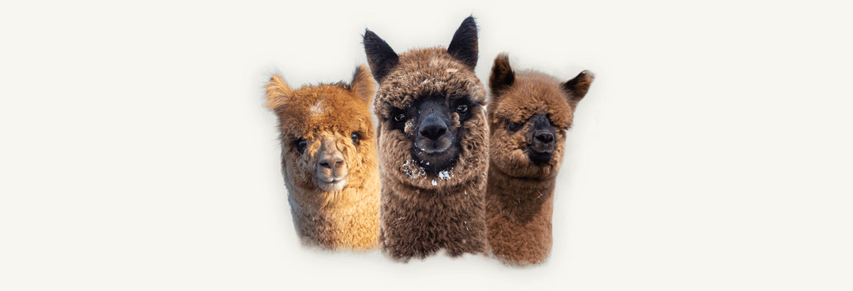 Drei Alpaka-Jungtiere der Silver Edition Alpakas in den Farben fawn, dunkelbraun und braun